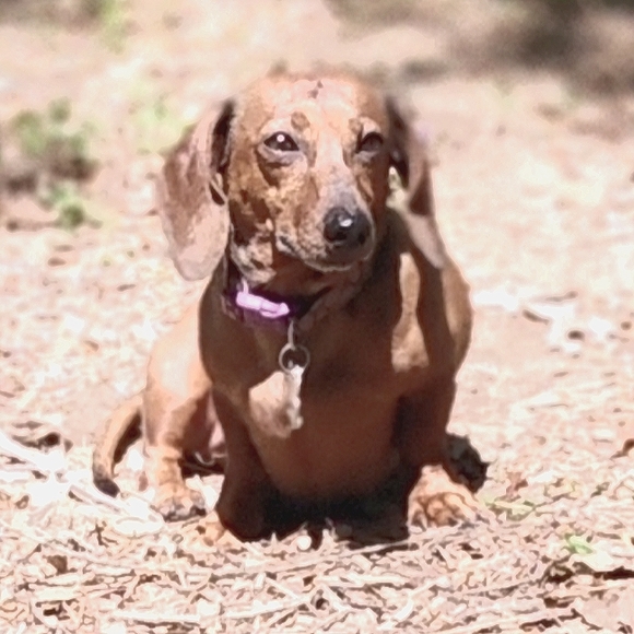 Meet your Posher, Sandra - Picture 1 of 2